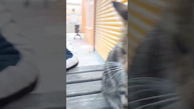 Vaşak kırması sokak kedisi смотреть онлайн