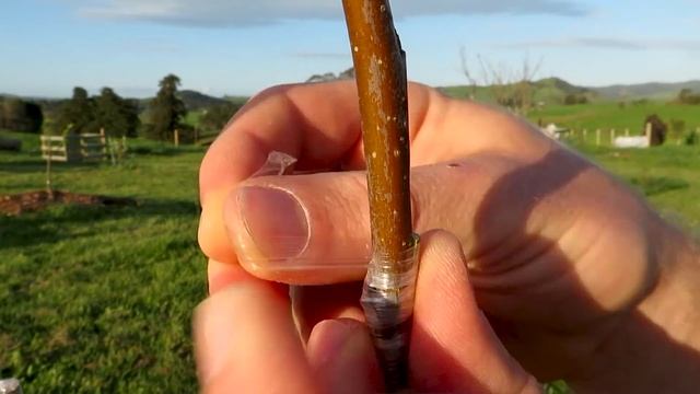 Apple Tree Grafting For Beginners - Learn How To Graft | Includes 6 Months of Updates смотреть онлайн