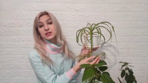 Хлорофитум. Уход в домашних условиях. Неприхотливый сад