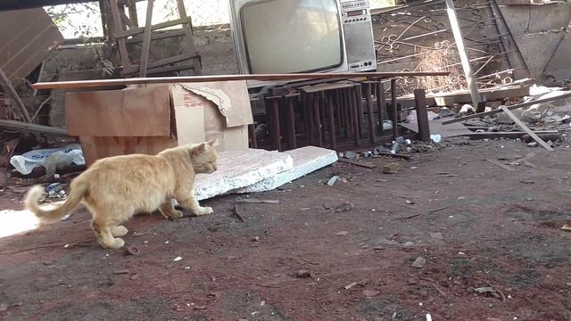 Кот - садист, поймал мышь. смотреть онлайн