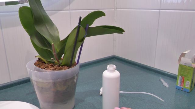 Трипсы на орхидее. Обработка. смотреть онлайн