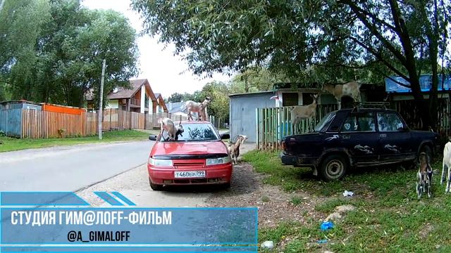 ЧЕМПИОНЫ Горные козлята готовятся к Чемпионату смотреть онлайн