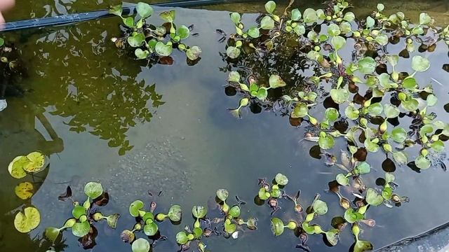 Почему болеет эйхорния ? ? смотреть онлайн