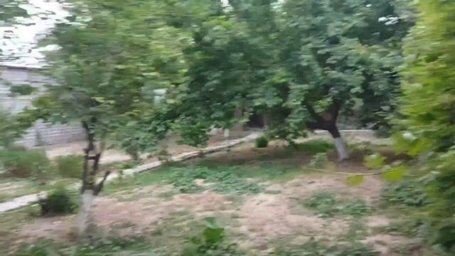 Колосок в ухе, у собаки. смотреть онлайн
