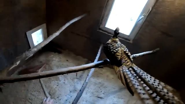 ЖИВОТНЫЕ УМИРАЮТ... ОПЯТЬ ПОТЕРИ . ФУНДАМЕНТ СЪЕХАЛ ! КУПИЛ ХУТОР В ЛЕСУ №138 смотреть онлайн