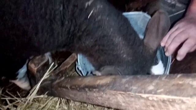 Кормление телят смотреть онлайн