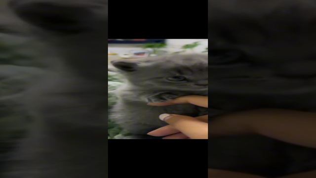 🐈🥰👍 смотреть онлайн