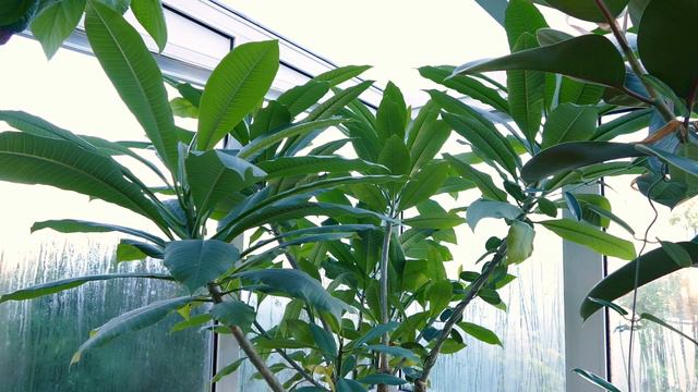 My Tropical House Plant Trees (Update 2021) смотреть онлайн