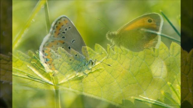 Canon 1100d \ PHOTO \ Alexey Polikutin смотреть онлайн