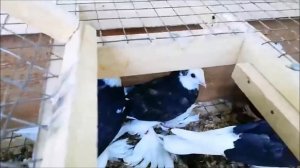 ТАДЖИКСКИЕ ГОЛУБИ АКУШИ ПО ЦВЕТАМ / Tajik playing Pigeons ( KAMILOV  , Москва )