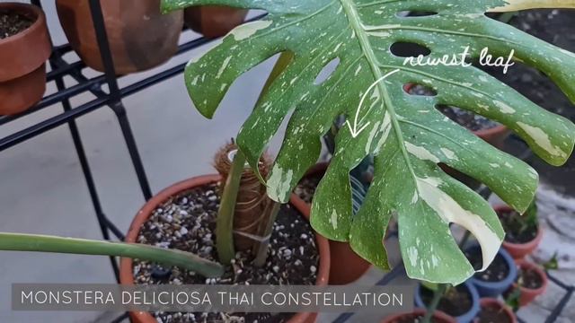 PLANT COLLECTION TOUR 2020 | Part 2 | Philippines смотреть онлайн