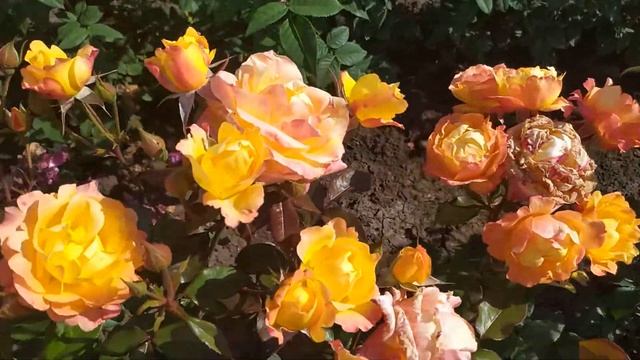 ЗОЛОТОЙ ДРАКОН Golden Dragon) смотреть онлайн