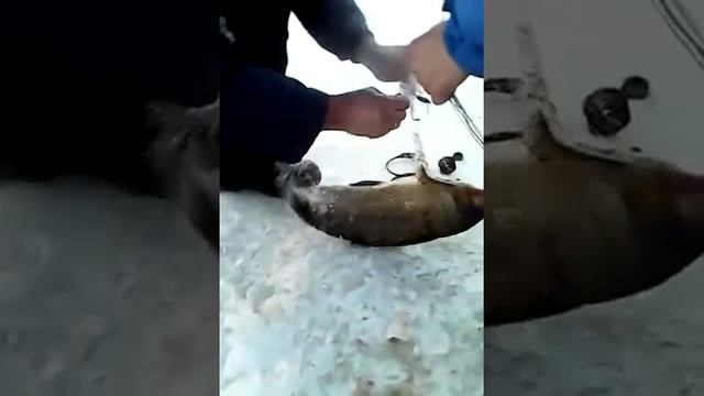 Ловля пеляди и чира смотреть онлайн