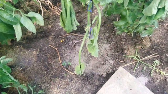 Фузариоз-(корневая гниль)-увядание листьев на огурцах.Fusarium - Wurzelfäule Welken von Blättern смотреть онлайн