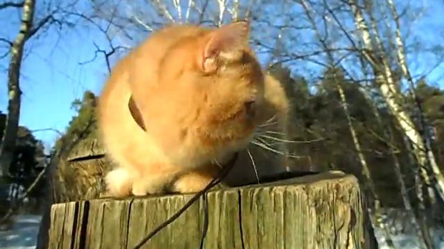 Экзотический короткошерстный кот, красный окрас смотреть онлайн