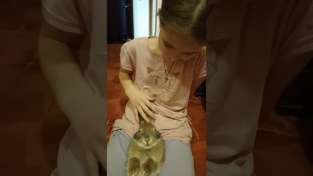 Наш любимый кролик спит на спине смотреть онлайн