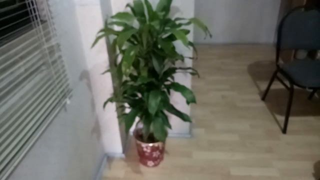 All Time Season Indoor And Outdoor Plant Perfect For Office At Corner Ng Bahay | Adelina G. Losegro