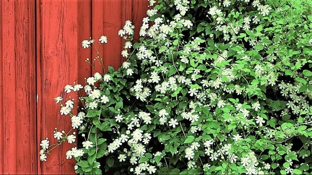 Красивая Быстрорастущая Лиана Настоящая Находка ДЛЯ ЛЕНИВОГО САДА Цветет ПО ОКТЯБРЬ смотреть онлайн