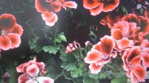 Пеларгония Крупноцветковая. Размещение. Уход. Вредители и болезни. Размножение.