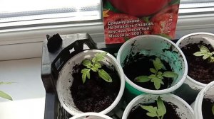 ПОМИДОРЫ ЧЁРНЫЙ ПРИНЦ. ОПИСАНИЕ СОРТА, РАССАДА. 2 Серия