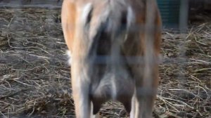 Как повысить удои у коз.