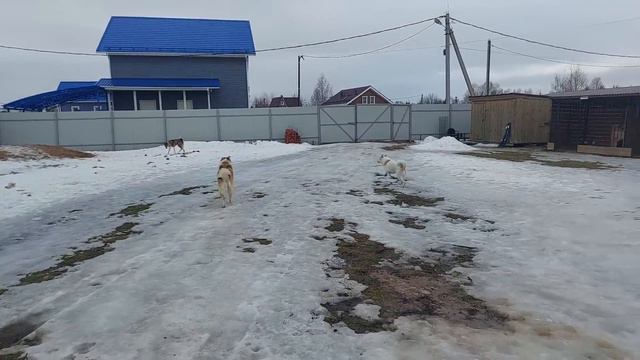 Сборы на приём с Каюром