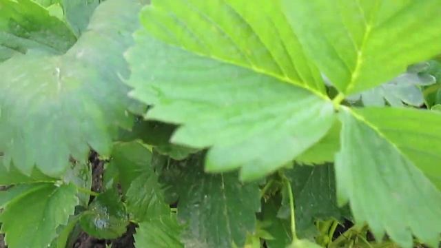 Элли -ранний сладкий сорт клубники . Саженцы в питомнике "Ягодный сад" г. Витебск Беларусь смотреть онлайн