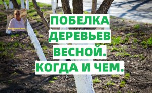 КАК И ЧЕМ ПОБЕЛИТЬ ДЕРЕВЬЯ В САДУ ВЕСНОЙ.