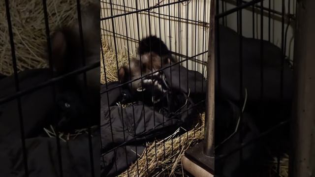 Лисы из Новолисья. День лисички и Фрося 11.12.21 смотреть онлайн