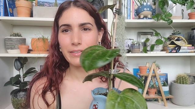 Hoya Latifolia (Macrophylla) Vs. Hoya Sarawak (Latifolia Sp. Sarawak) ❤️ How To Tell Them Apart