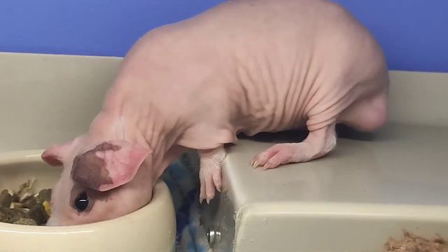 Морская свинка самец смотреть онлайн