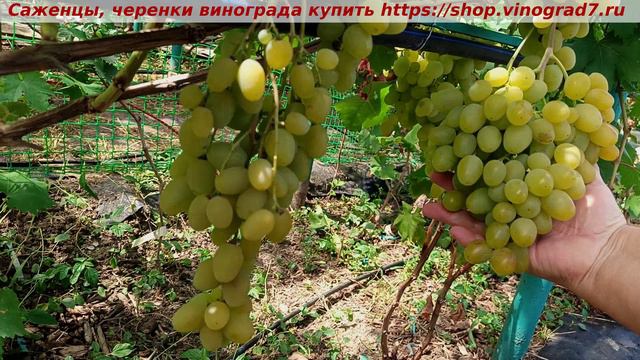 Парад сортов на 27.07.24 года - виноград СУПЕР ЭКСТРА окрашивание, созревание, характеристики. смотреть онлайн