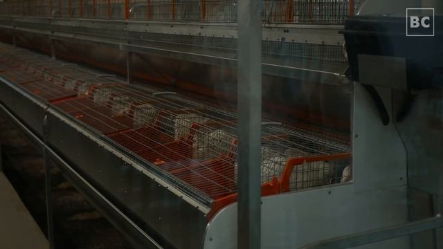 Открытие кролиководческой фермы в Усадище смотреть онлайн