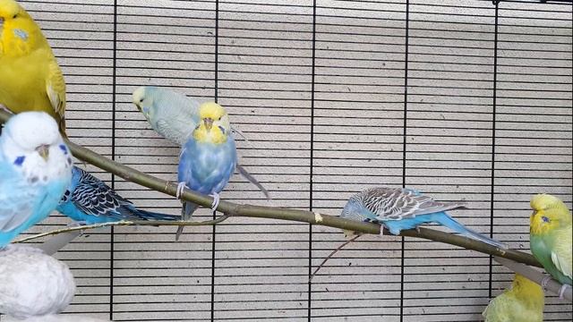 видео для попугаев | веселое пение волнистых попугаев