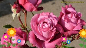 Роза чайно-гибридная Блю Парфюм. Краткий обзор, описание характеристик rosa Blue Parfum