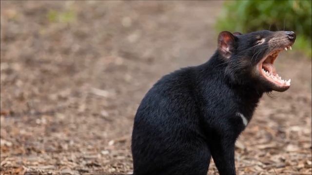 Wild Australian Animals L Wild Life Of Australia L Animals Of Australia