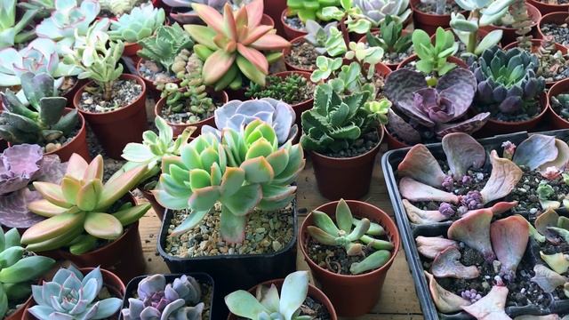 Размножение суккулентов. Как размножать суккуленты листьями и черенками. Примеры смотреть онлайн