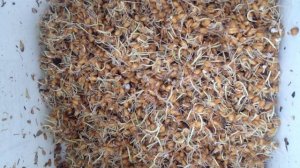 Как правильно прорастить пшеницу для кур