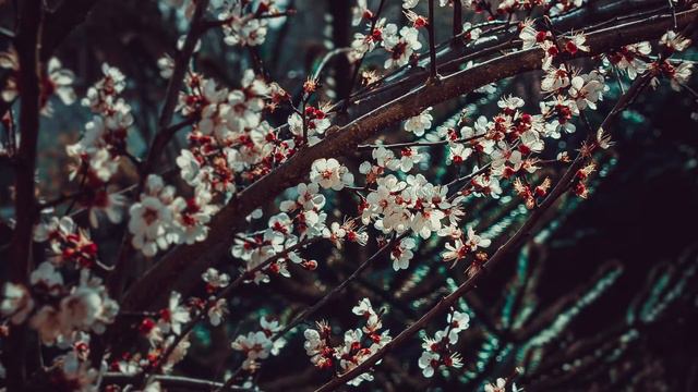 La muerte de Ivan Ilich | Lev Tosltoi (cap. 10) смотреть онлайн