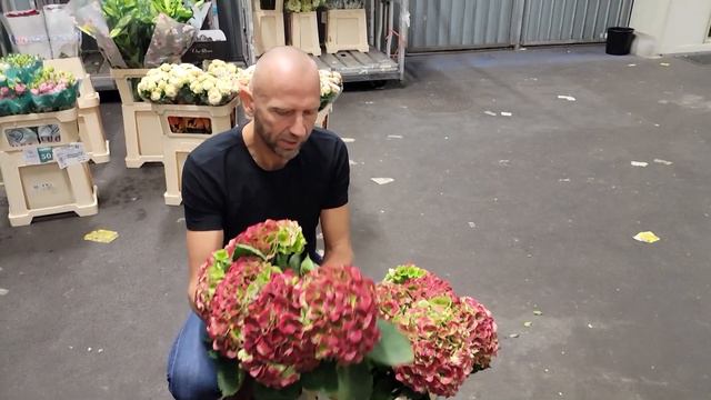 Hortenzie M MAGICAL OPAL CLASSIC - Florea.cz смотреть онлайн