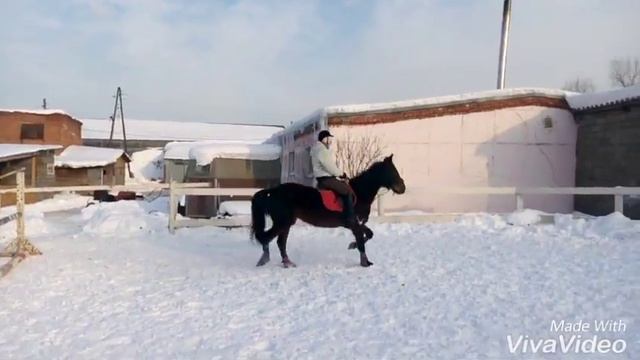 Верховая езда, обучение конкуру. смотреть онлайн