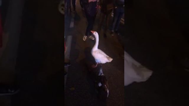 Краснодар Трансляция в Periscope Гусь на Красной. смотреть онлайн