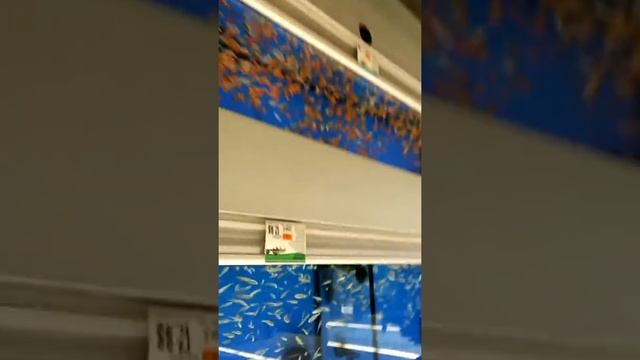 Getting new tankmates смотреть онлайн