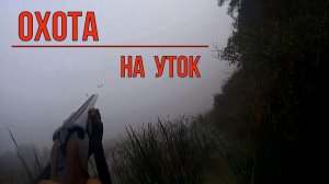 Охота на уток. Выстрелы влет из укрытия.
