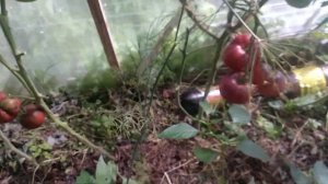 ОБЗОР СОРТА ВАРЛОН | ПОМИДОРЫ, ТОМАТЫ