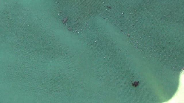 Забавные Зверушки