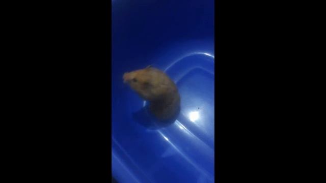 Хомяк и кошка смотреть онлайн