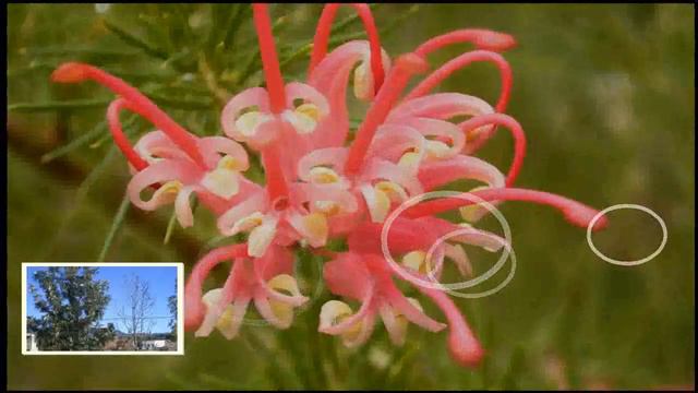 grevillea rosmarinifolia segunda parte para aulaagroforestal смотреть онлайн