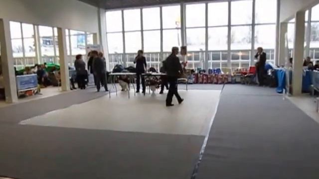 Дарий, белый той-пудель 12.12.2015г. смотреть онлайн