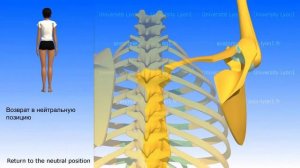 3D анатомия: движения лопатки
